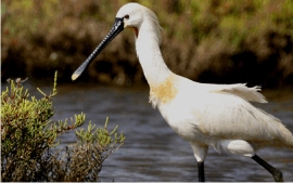 Eurasian spoonbill