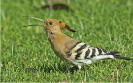 Hoopoe