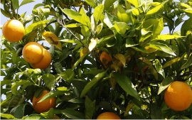 Fragrant Orange Tree